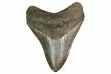 Serrated, Fossil Megalodon Tooth - Georgia #159740-1